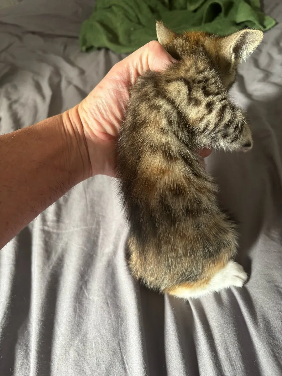Female kitten for rehome - Image 3
