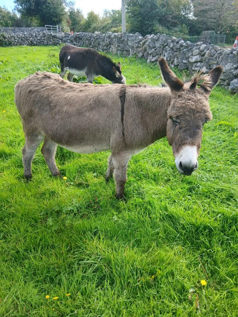 2 Donkeys for Sale - Image 1