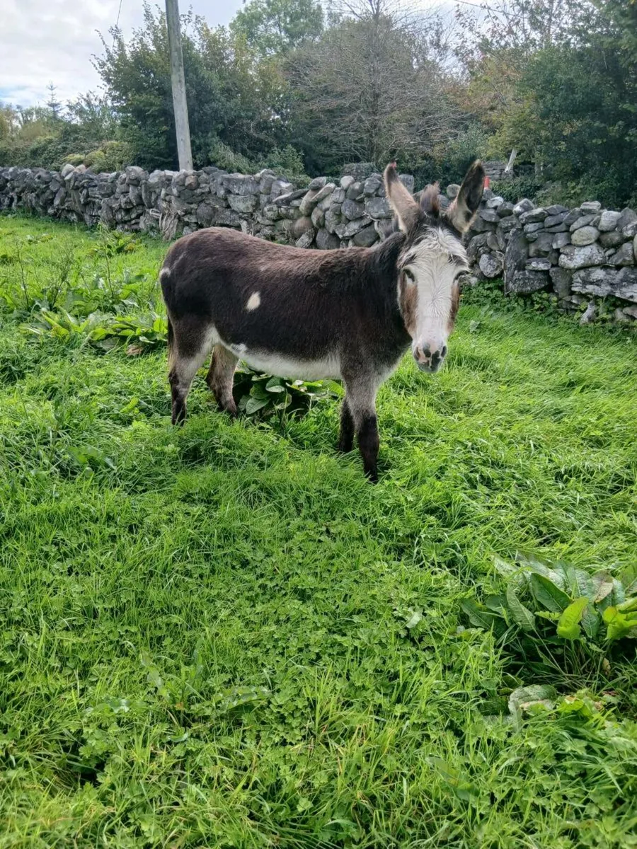 2 Donkeys for Sale - Image 2