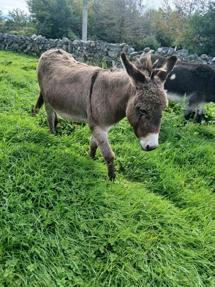2 Donkeys for Sale - Image 4