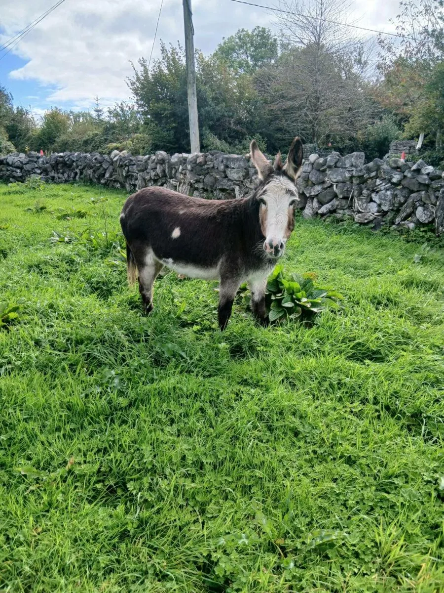Donkey  for Sale - Image 3