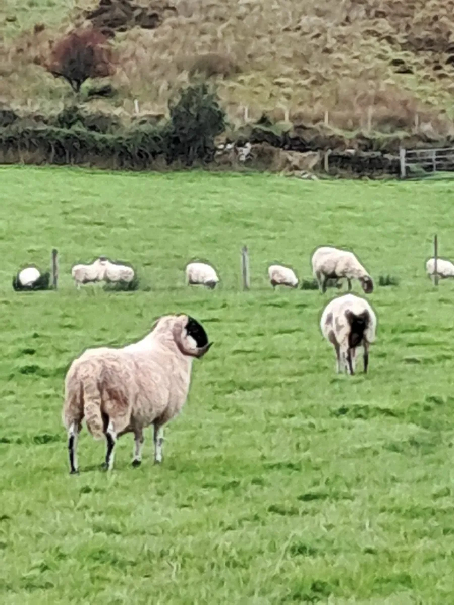 Perth ramb Lambs - Image 1