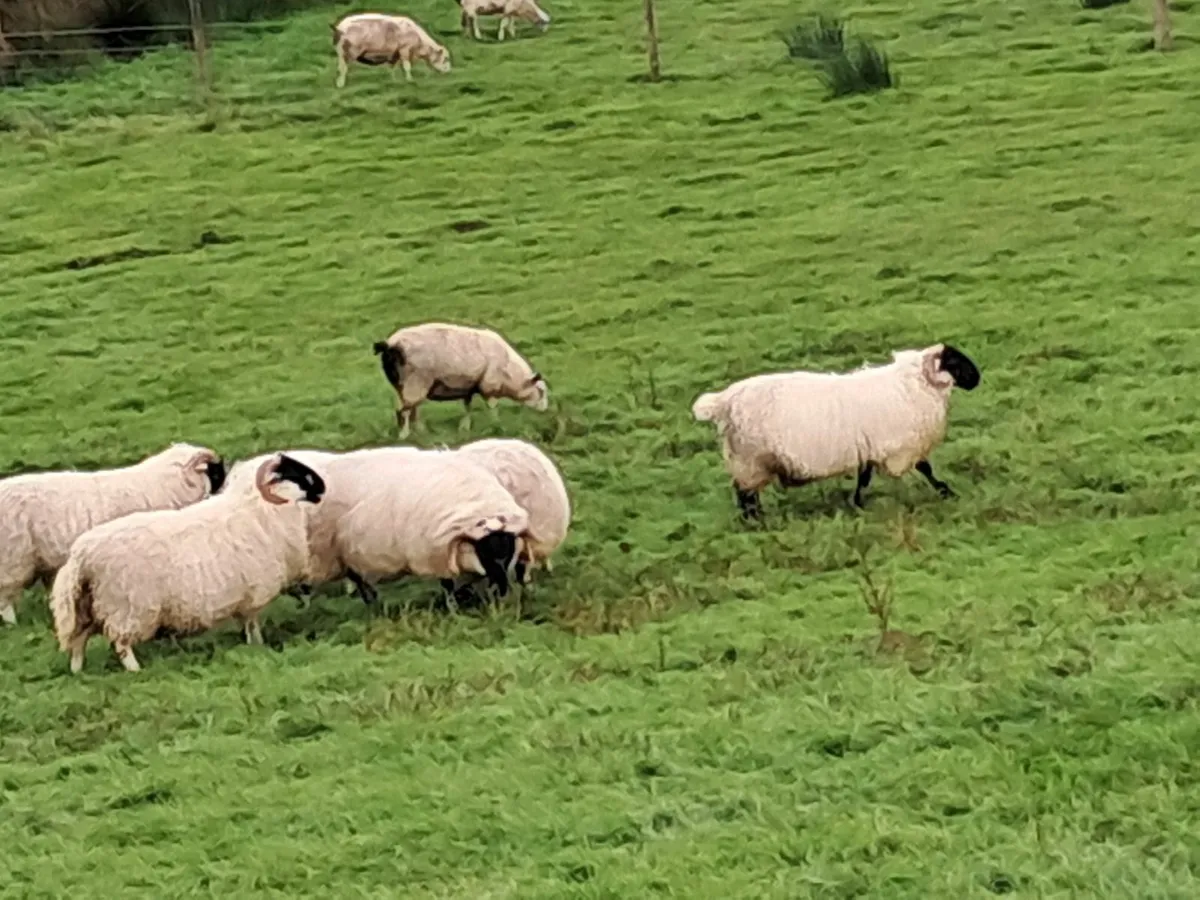 Perth ramb Lambs - Image 2