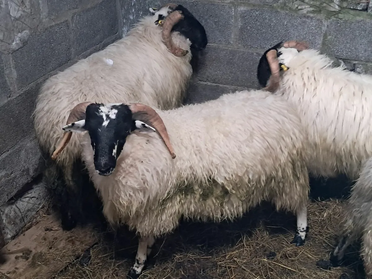 Perth ramb Lambs - Image 3