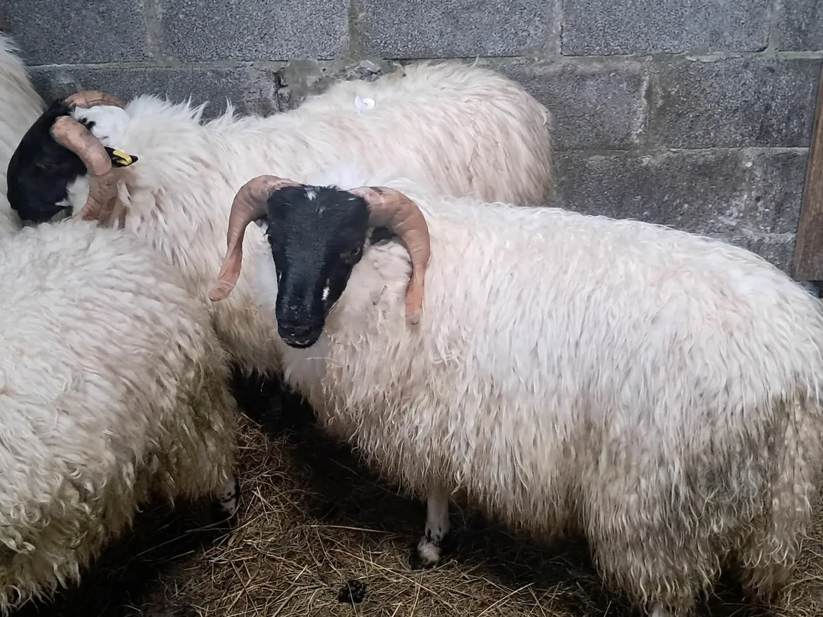 Perth ramb Lambs - Image 4