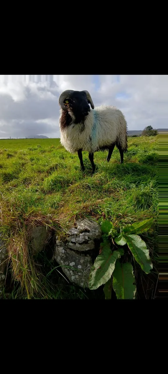Sis blackface ram lamb - Image 1