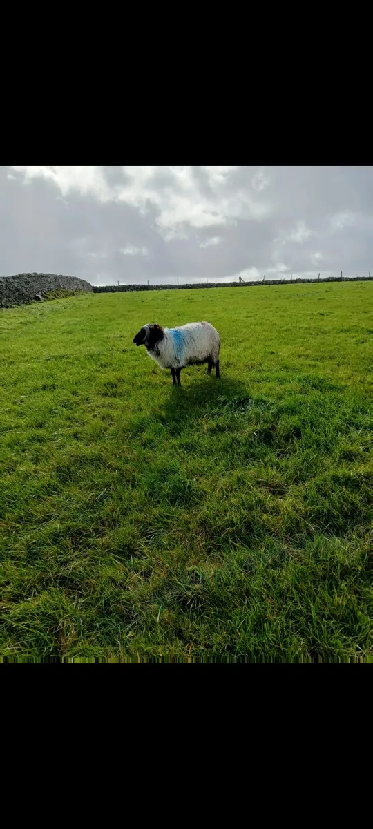 Sis blackface ram lamb - Image 2