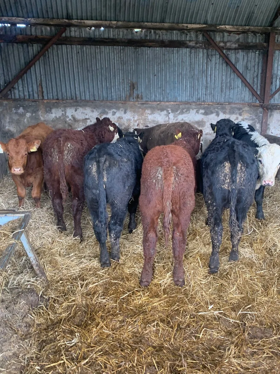 9 Super Quality LMX Bullocks for sale - Image 1