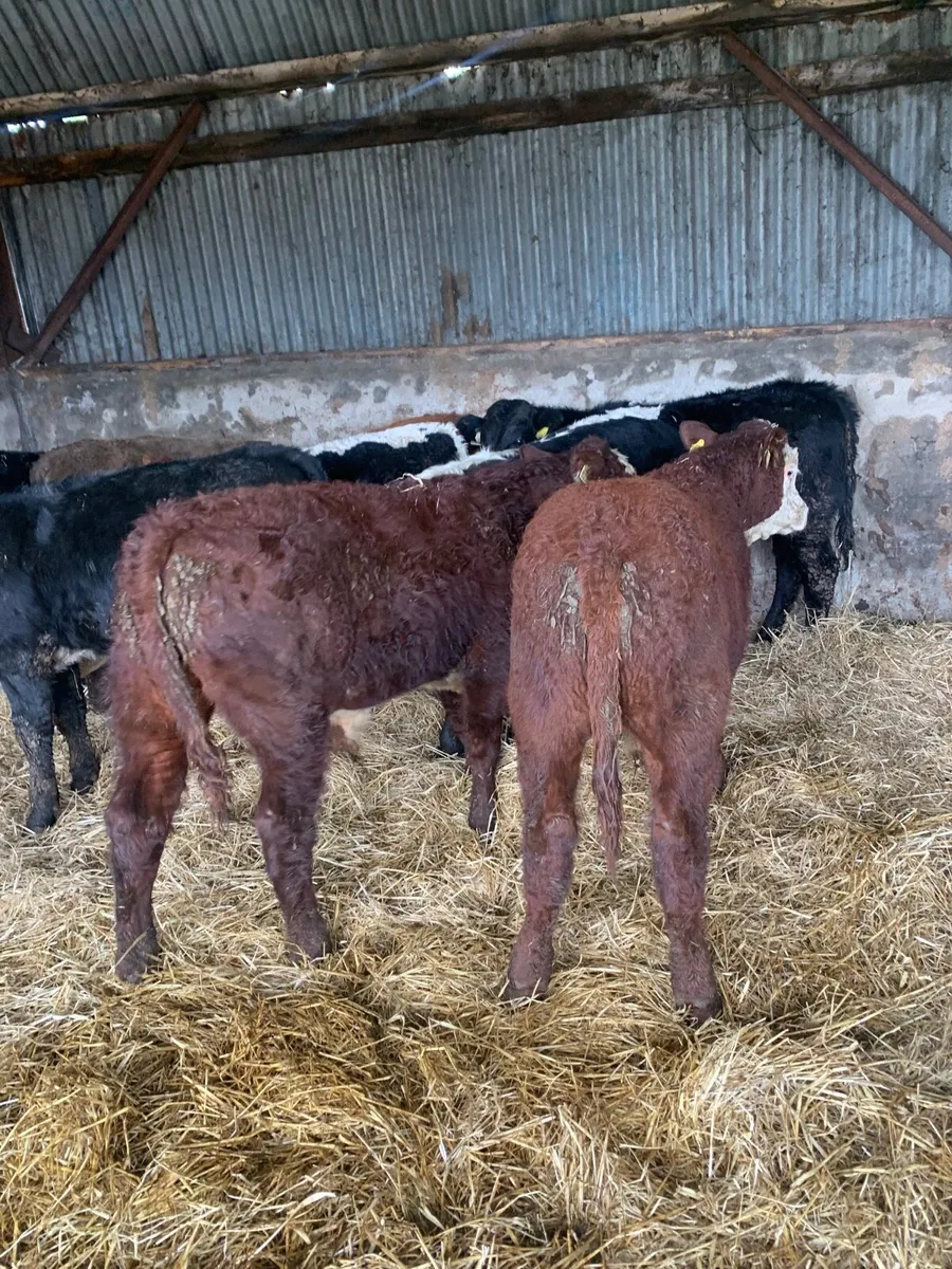 9 Super Quality LMX Bullocks for sale - Image 3
