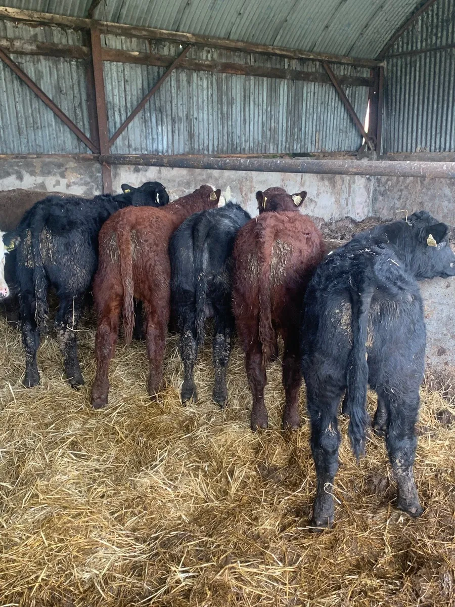 9 Super Quality LMX Bullocks for sale - Image 4