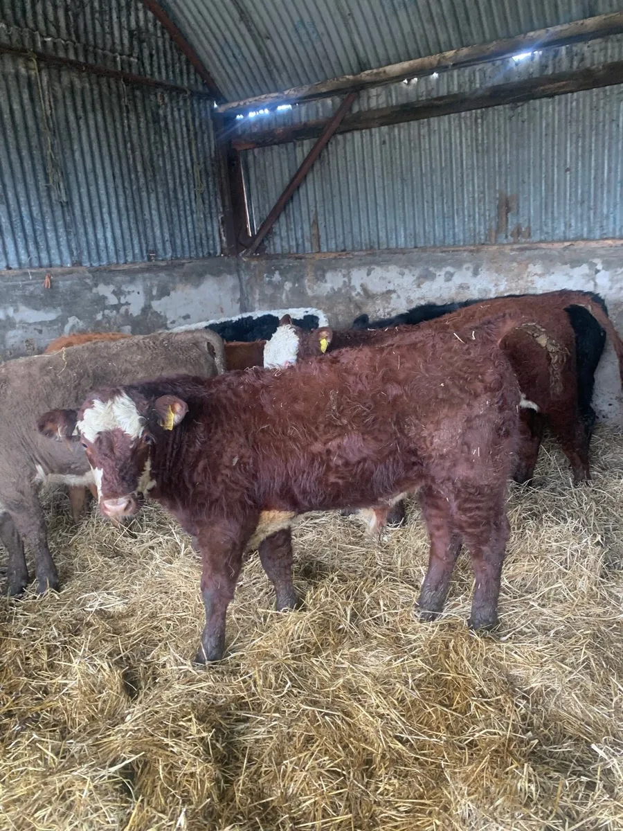 9 Super Quality LMX Bullocks for sale - Image 2