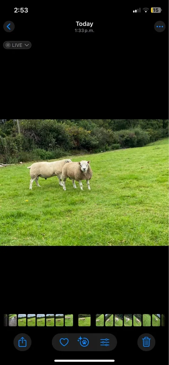Pedigree Texel rams SIS - Image 1