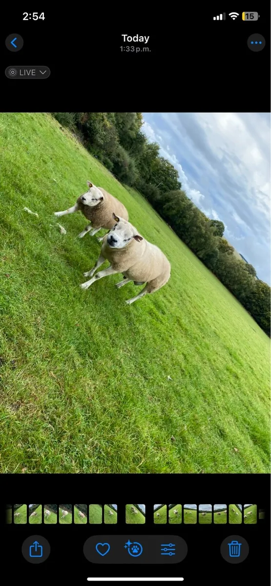 Pedigree Texel rams SIS - Image 2