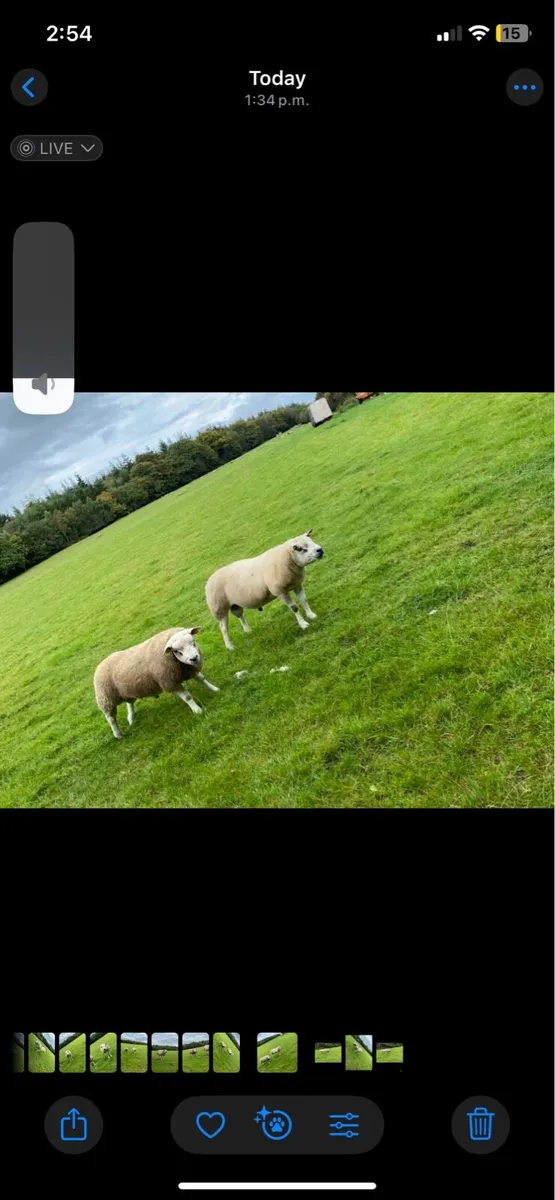 Pedigree Texel rams SIS - Image 3