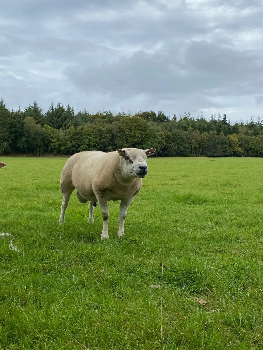 Pedigree Texel rams SIS - Image 4