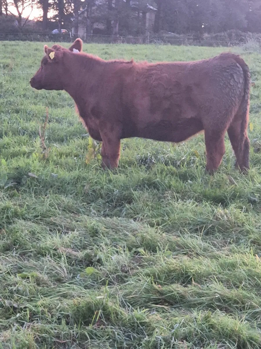 Clearance sale of pedigree angus - Image 3
