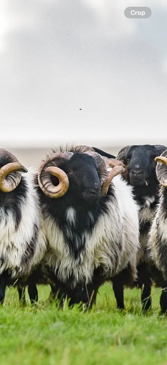SIS approved Mayo Blackface Rams - Image 1