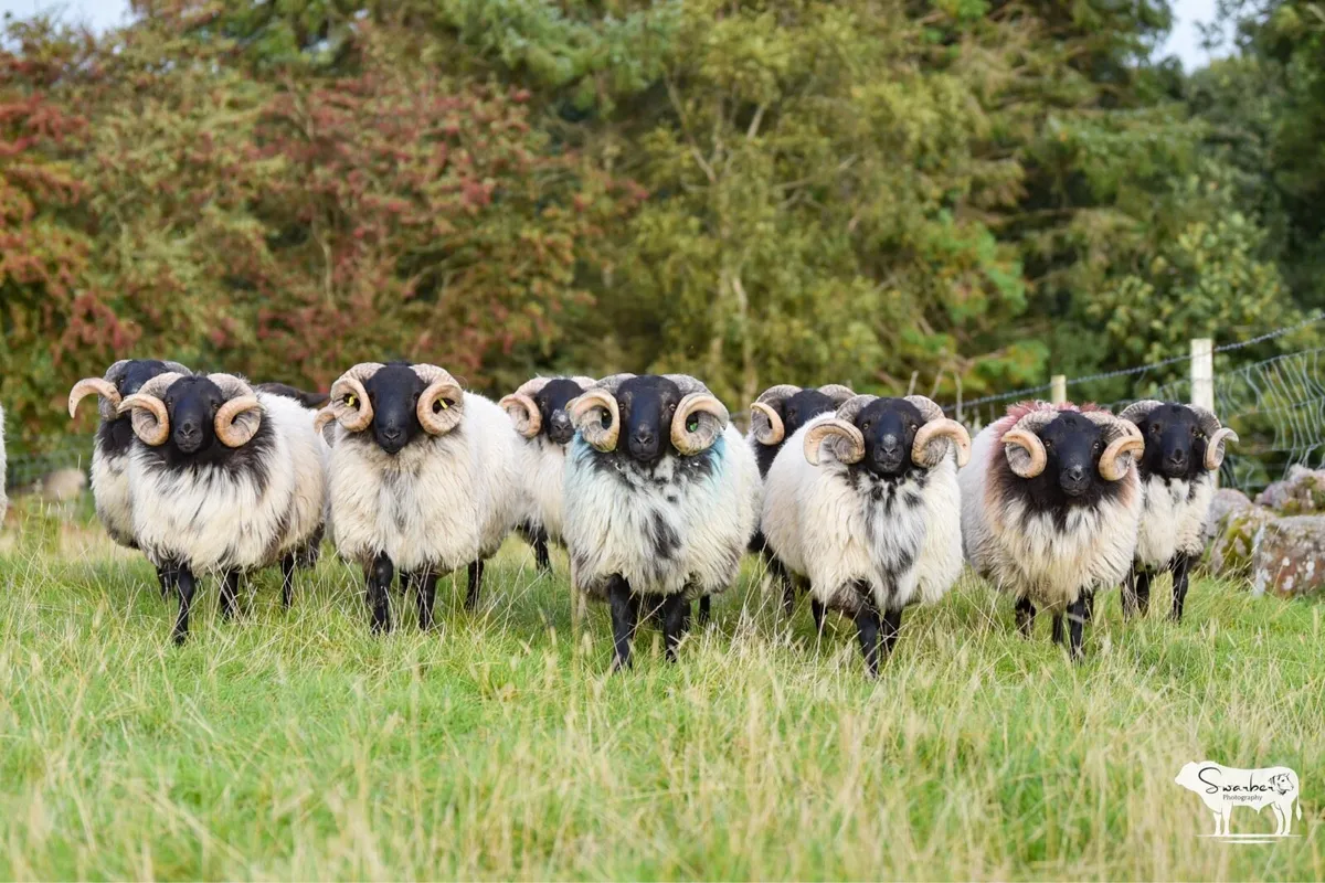 SIS approved Mayo Blackface Rams - Image 2