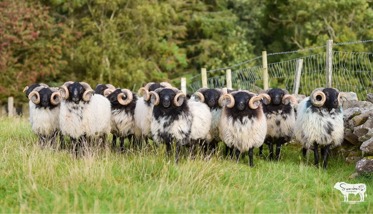 SIS approved Mayo Blackface Rams - Image 3