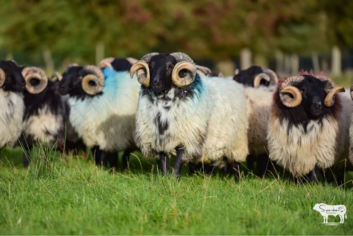 SIS approved Mayo Blackface Rams - Image 4