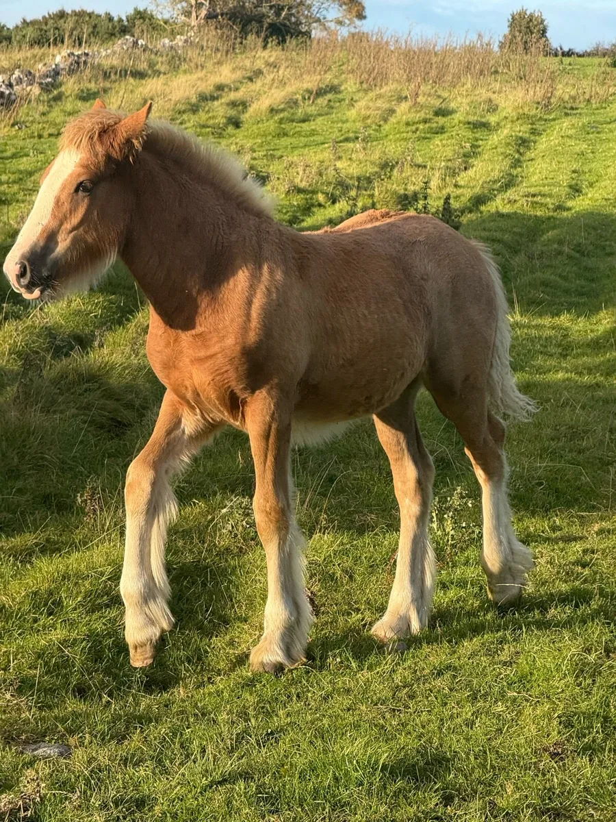 🔥 Smashing Dun Colt Foal 🔥 - Image 3
