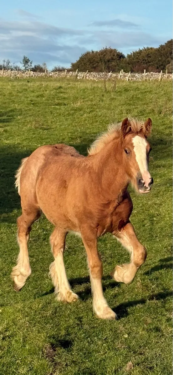 🔥 Smashing Dun Colt Foal 🔥 - Image 1