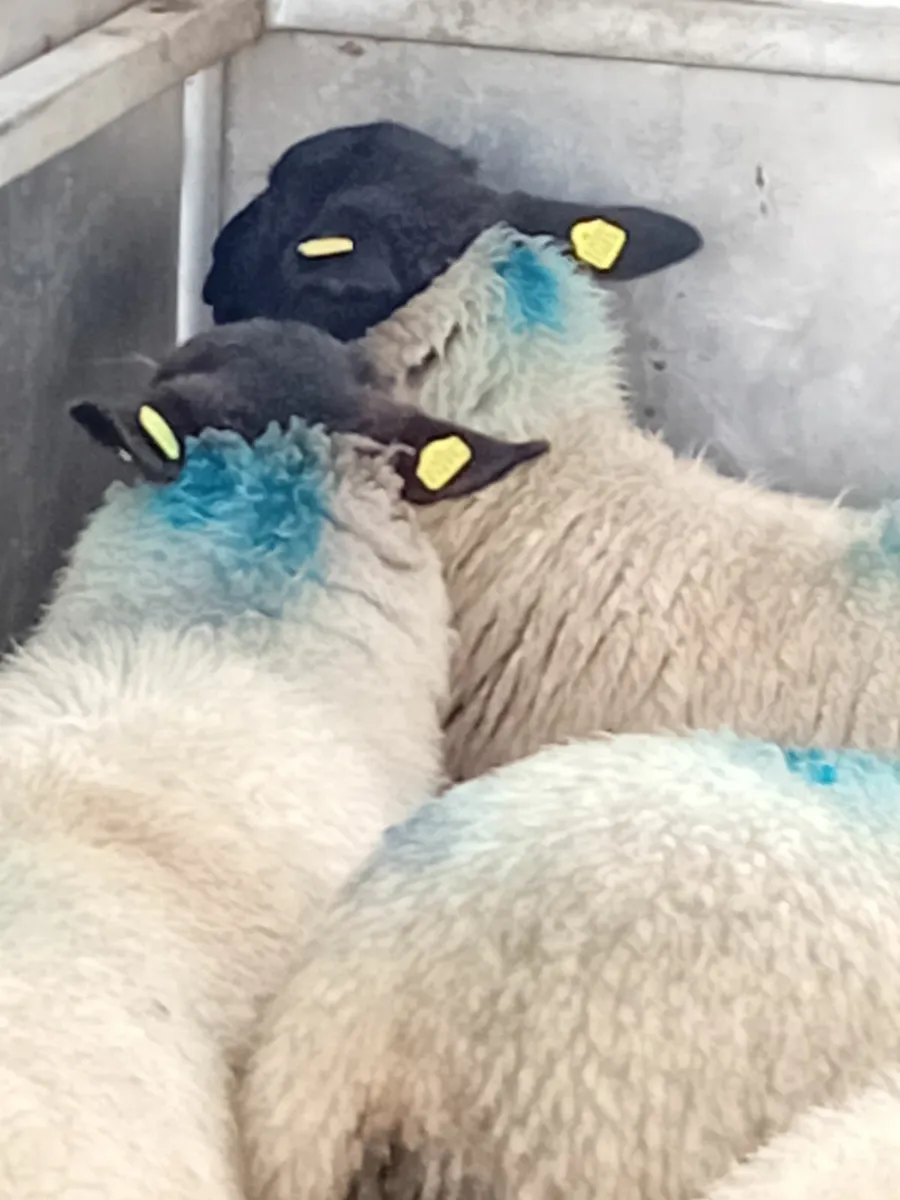 Sheep - Image 2