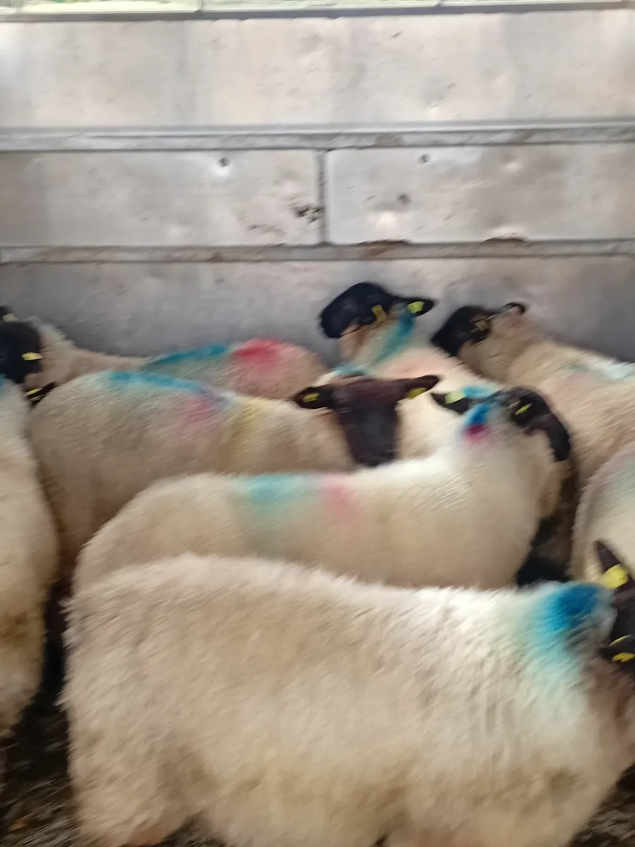 Sheep - Image 3