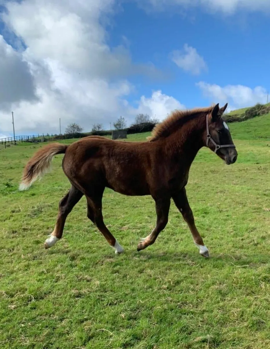 Irish Draught Colt foal - Image 1