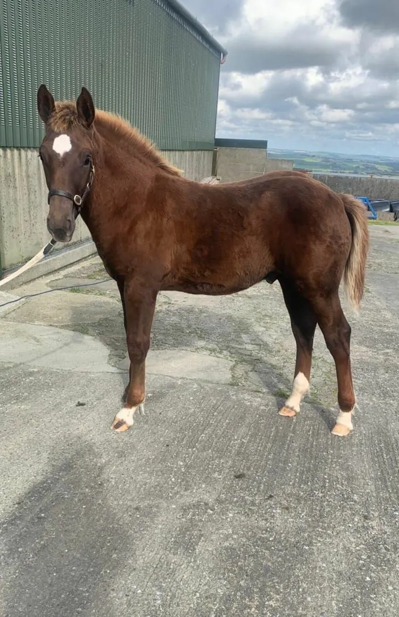 Irish Draught Colt foal - Image 2