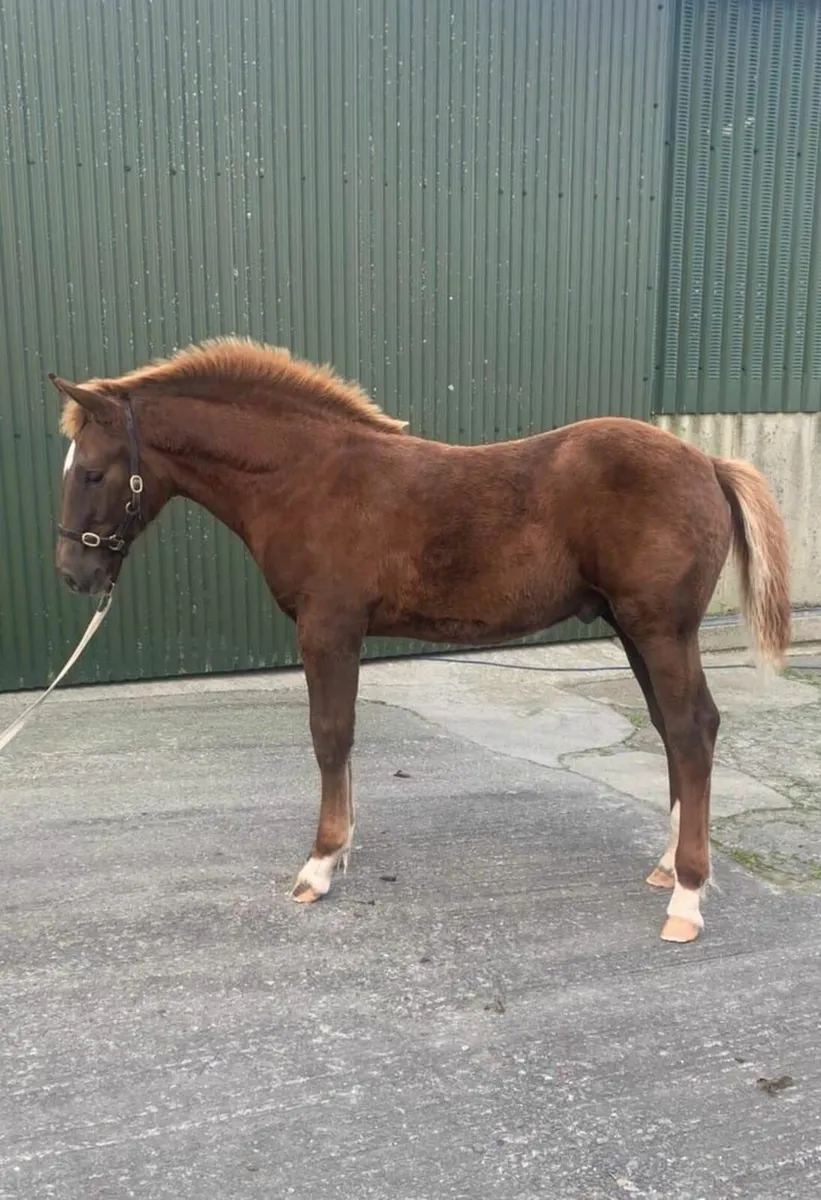 Irish Draught Colt foal - Image 3