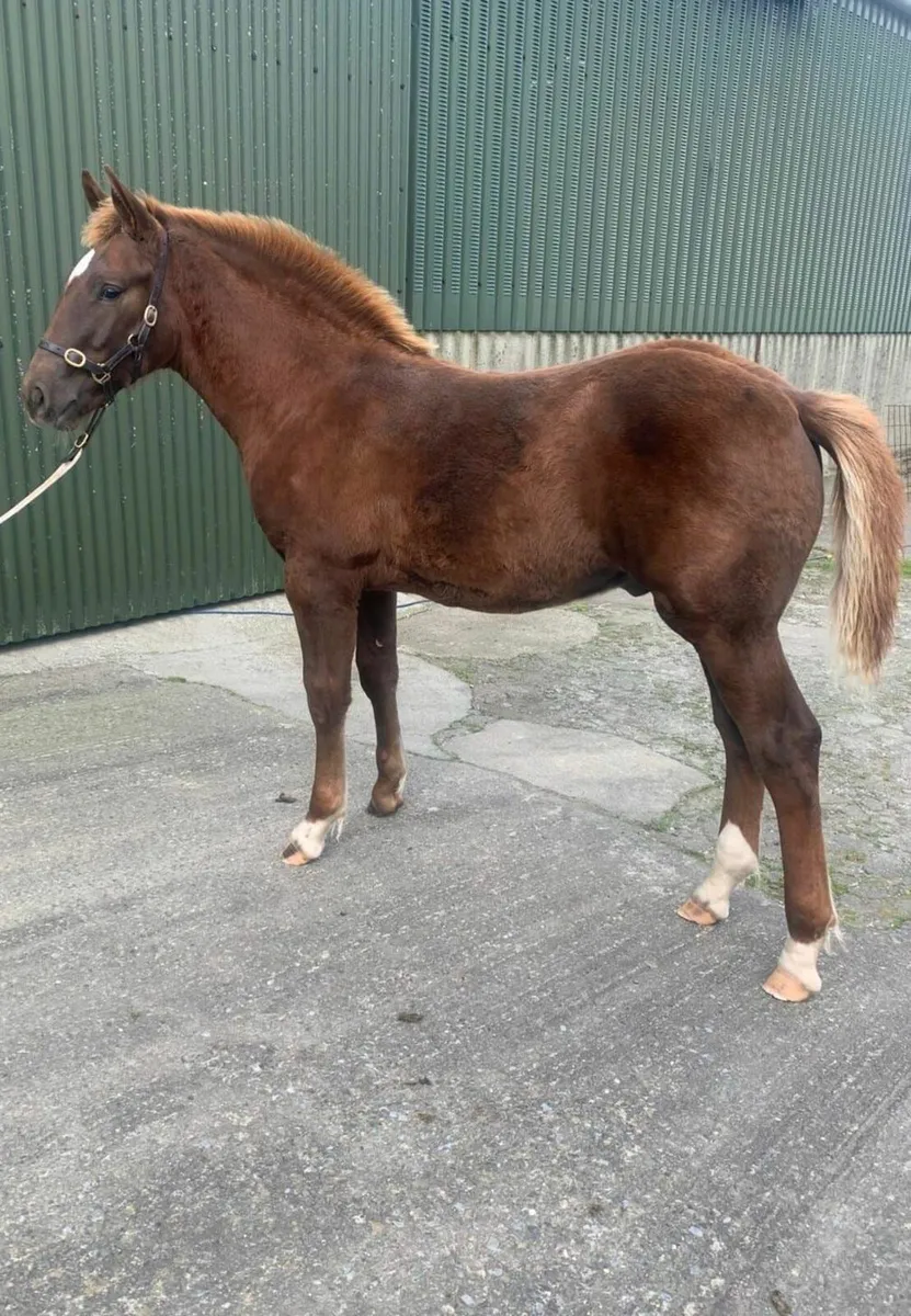 Irish Draught Colt foal - Image 4