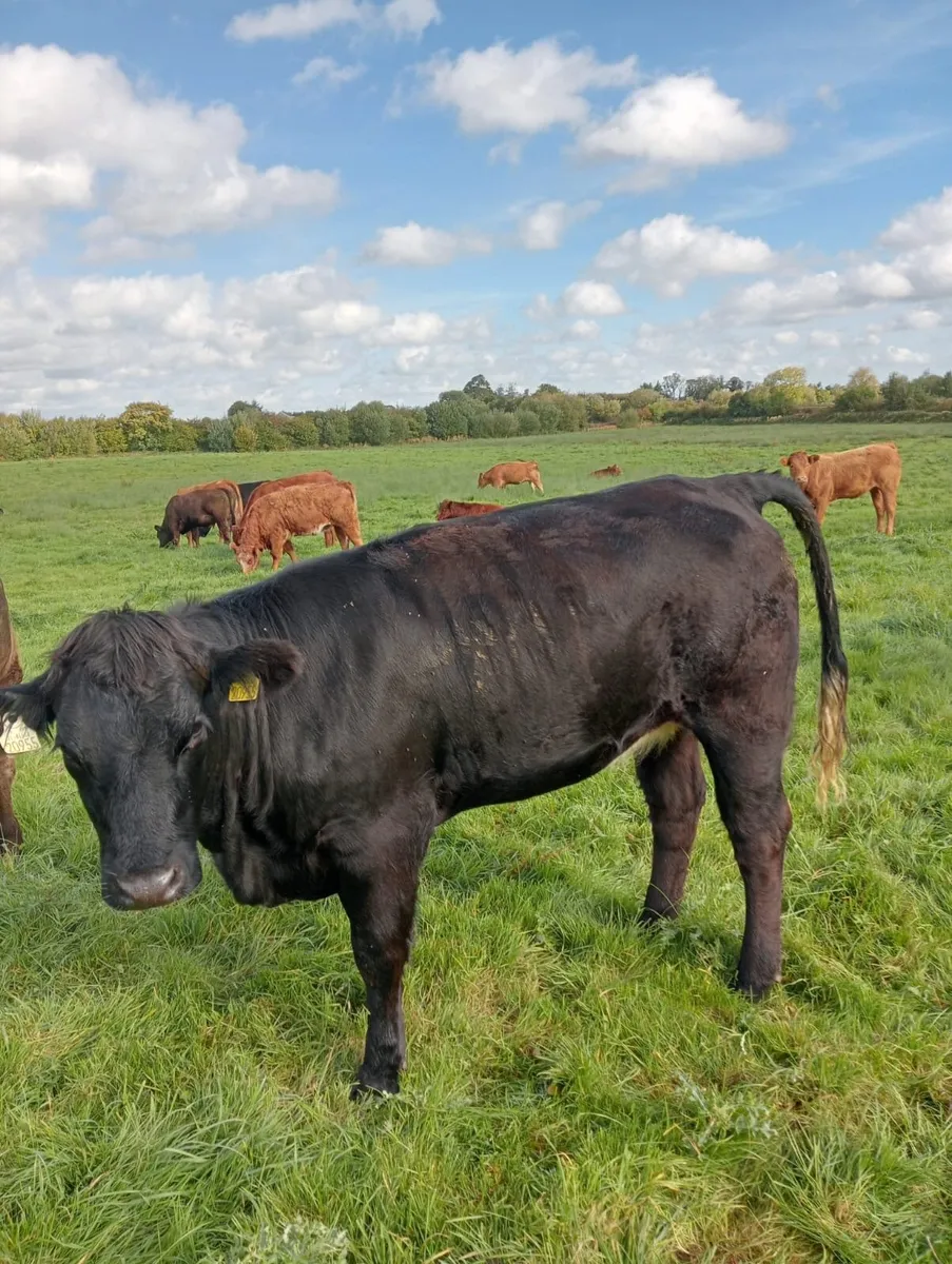 5 Star Heifers - Image 2