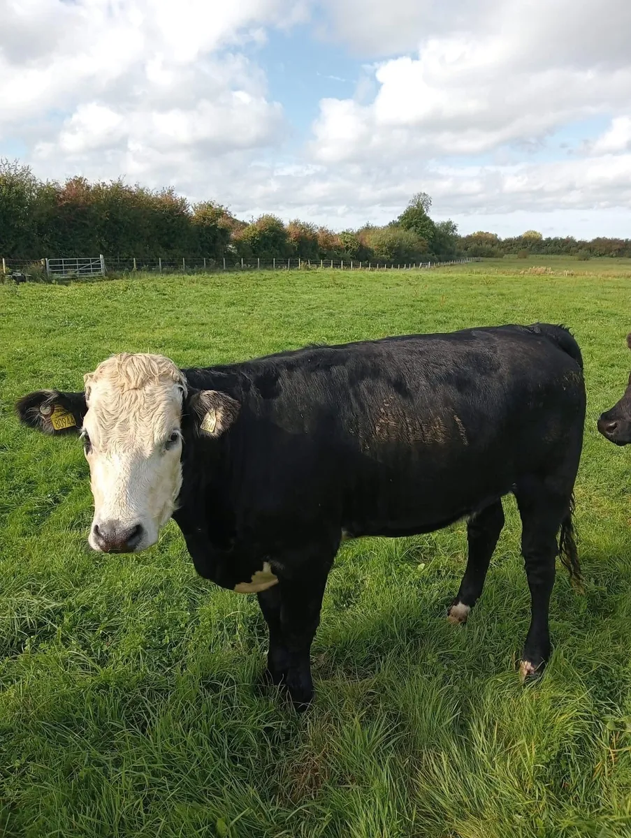 5 Star Heifers - Image 3