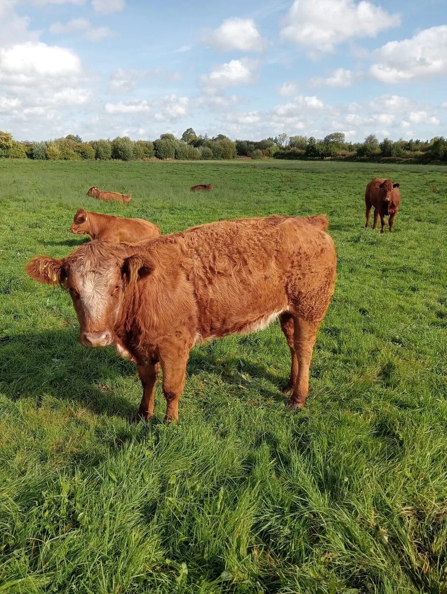 5 Star Heifers - Image 4