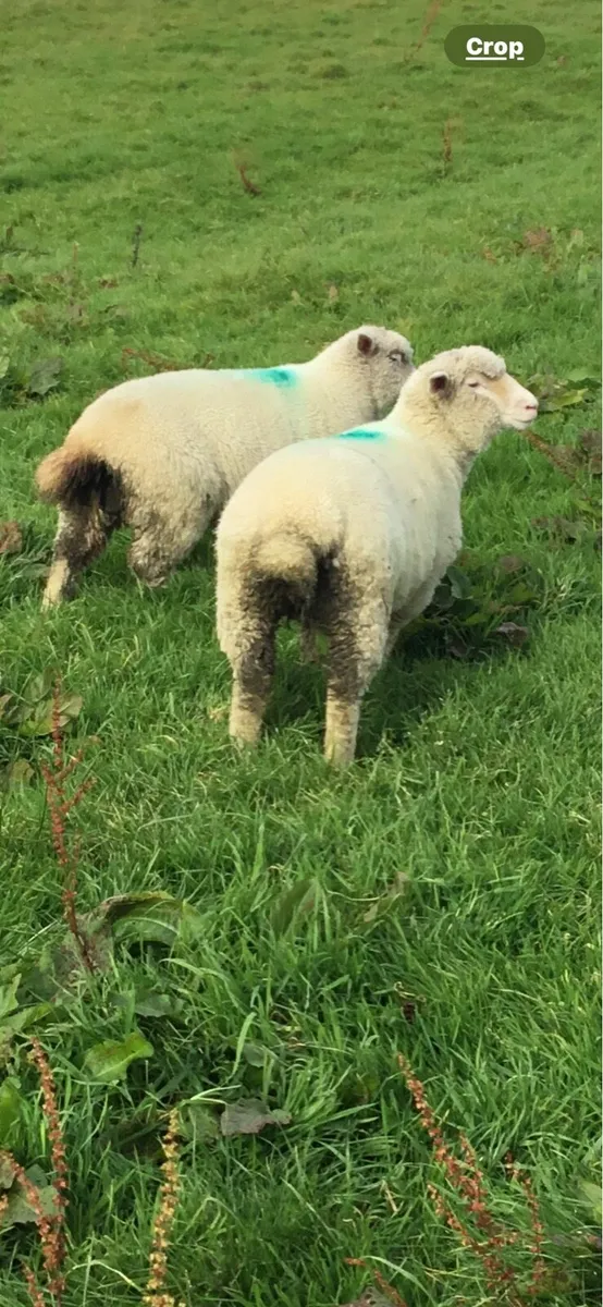 Dorset ewe lambs - Image 1
