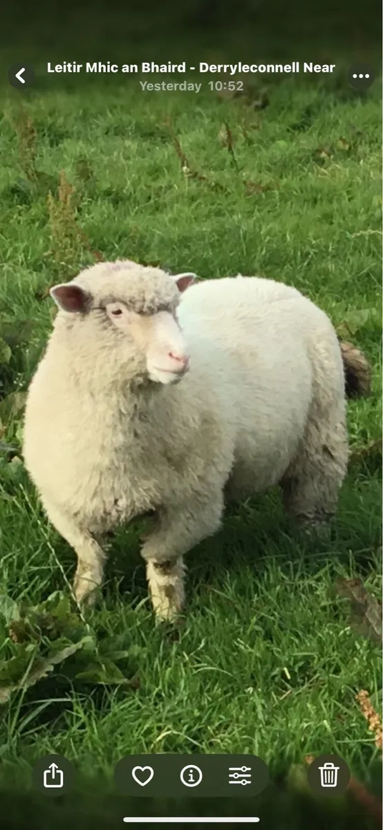 Dorset ewe lambs - Image 2