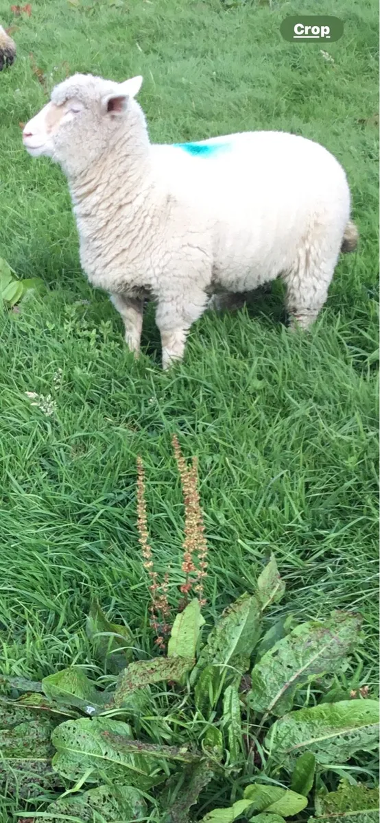 Dorset ewe lambs - Image 3
