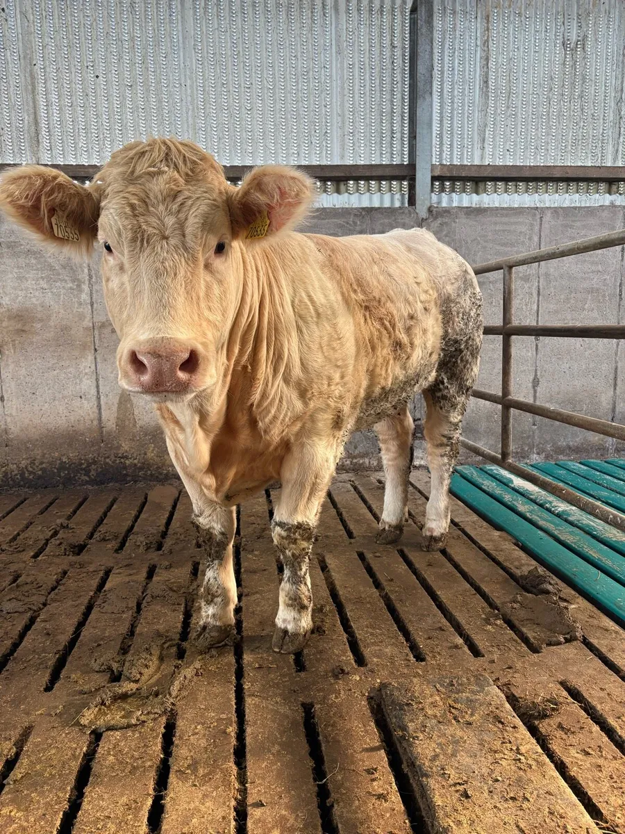 PBR CHAROLAIS HEIFER. - Image 1