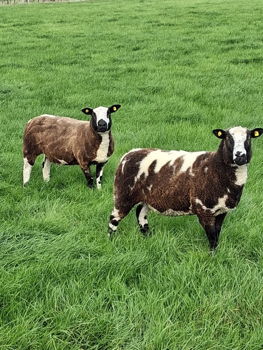 Dutch Spotted Hogget Ewes - Image 1