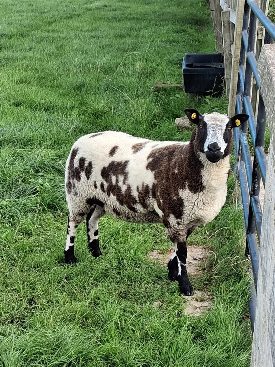 Dutch Spotted Hogget Ewes - Image 2