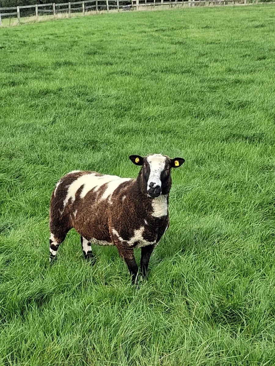 Dutch Spotted Hogget Ewes - Image 3