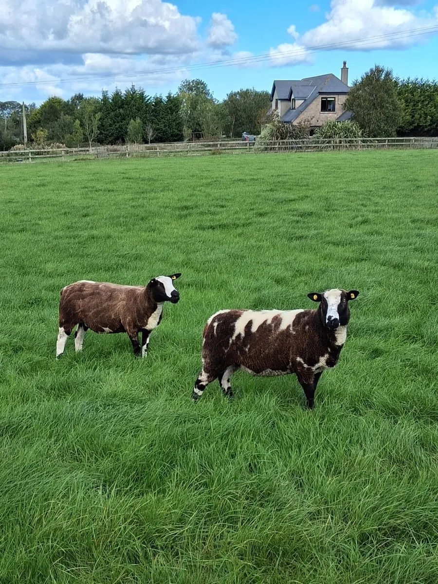 Dutch Spotted Hogget Ewes - Image 4