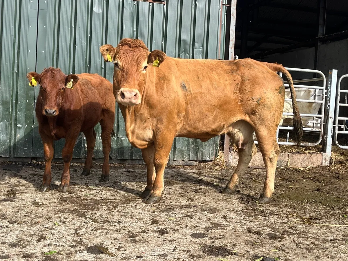 Purebred limousine cow with Hybrid heifer - Image 2