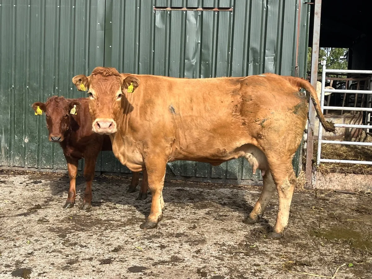 Purebred limousine cow with Hybrid heifer - Image 3