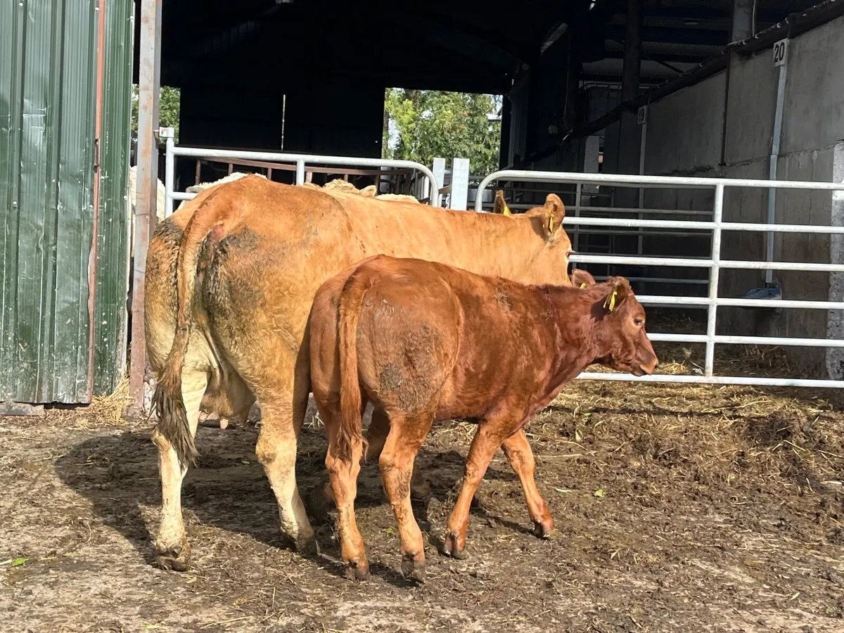 Purebred limousine cow with Hybrid heifer - Image 1