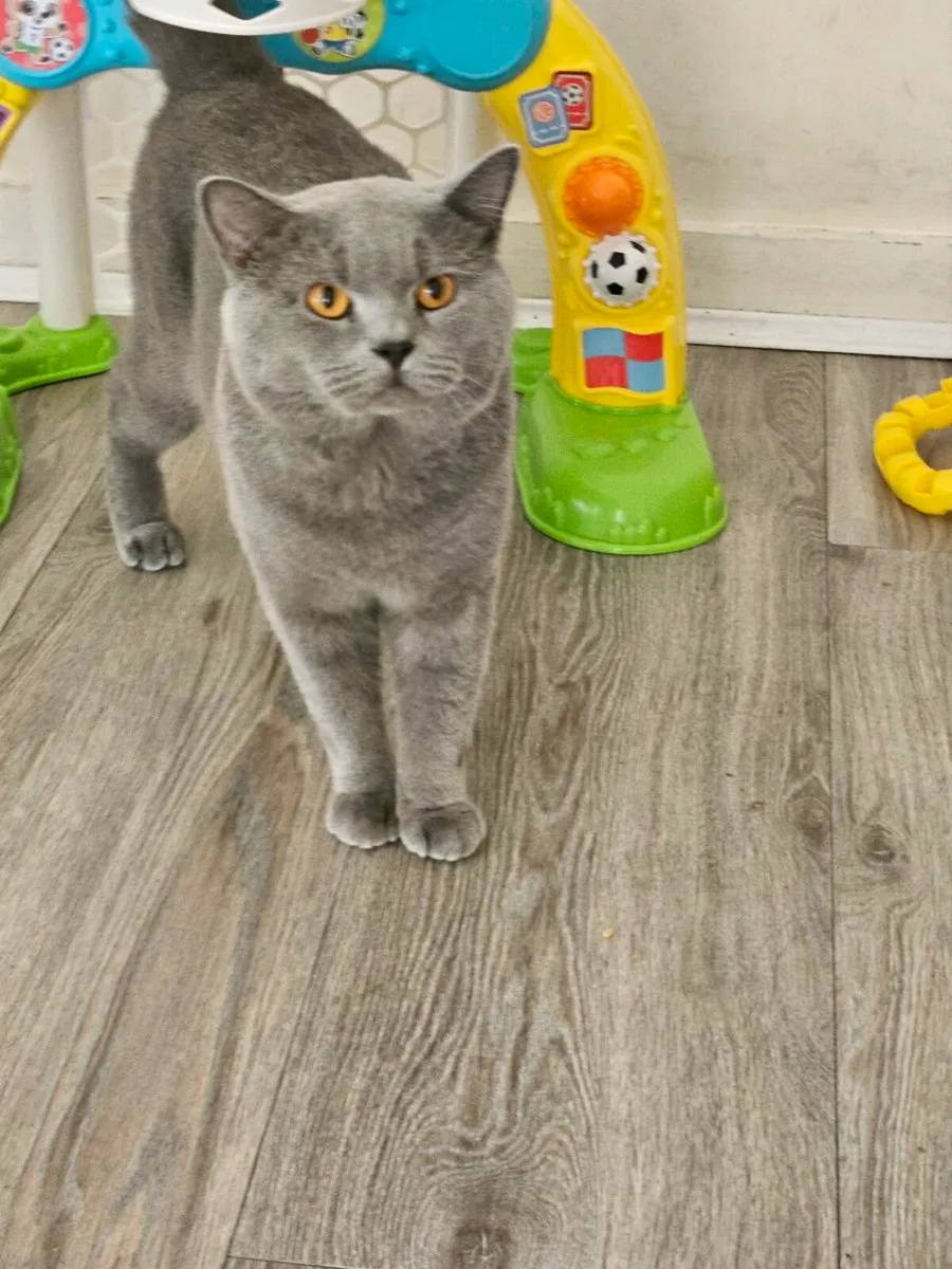 Scottish fold and straight - Image 4