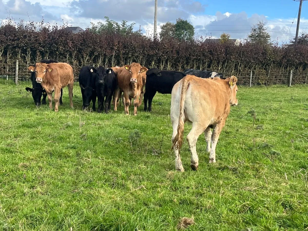 12 suckler bred limosin store heifers - Image 1