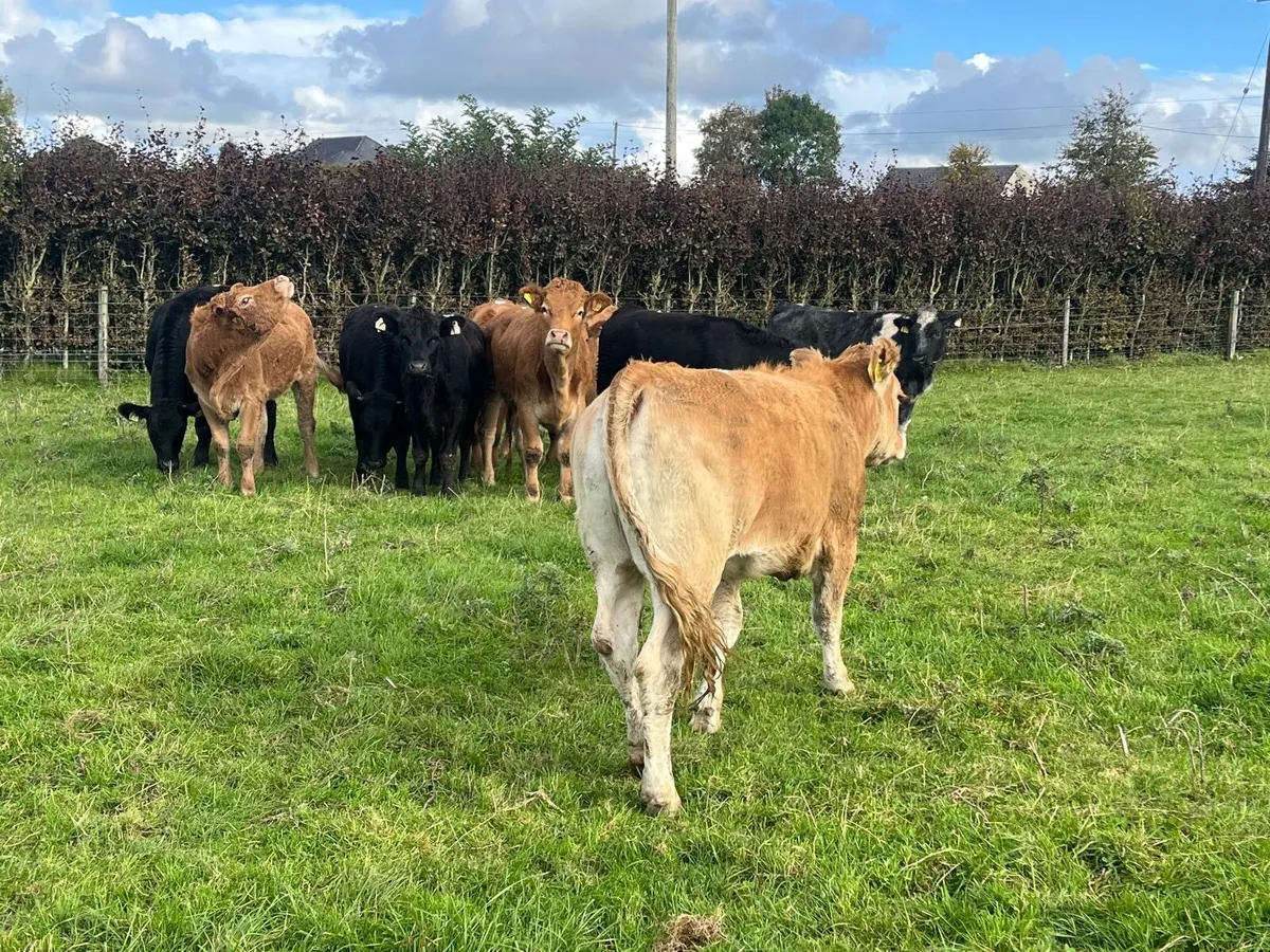 12 suckler bred limosin store heifers - Image 2