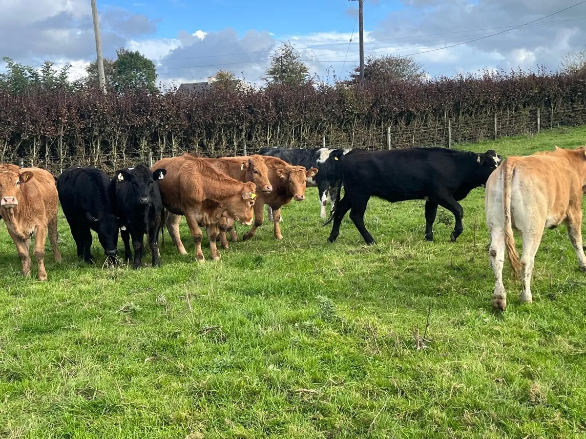 12 suckler bred limosin store heifers - Image 3